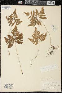 Gymnocarpium dryopteris image