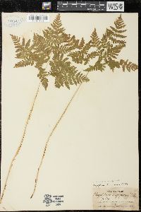 Gymnocarpium dryopteris image