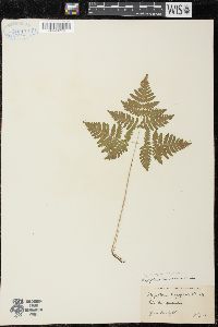 Gymnocarpium dryopteris image