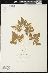 Gymnocarpium dryopteris image