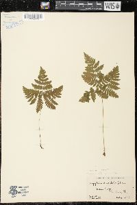 Gymnocarpium dryopteris image