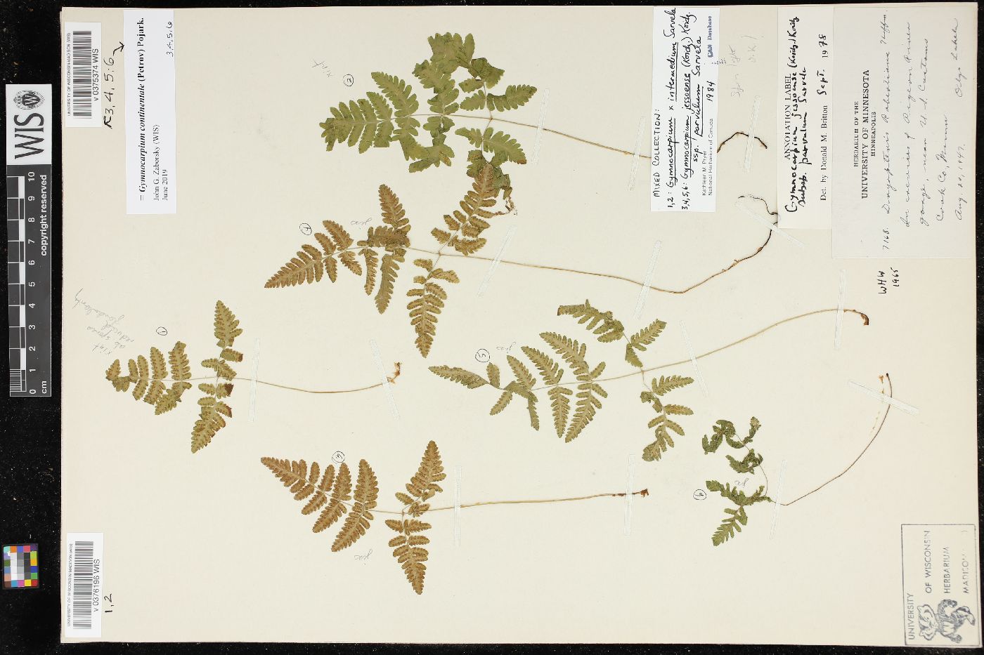 Gymnocarpium jessoense image