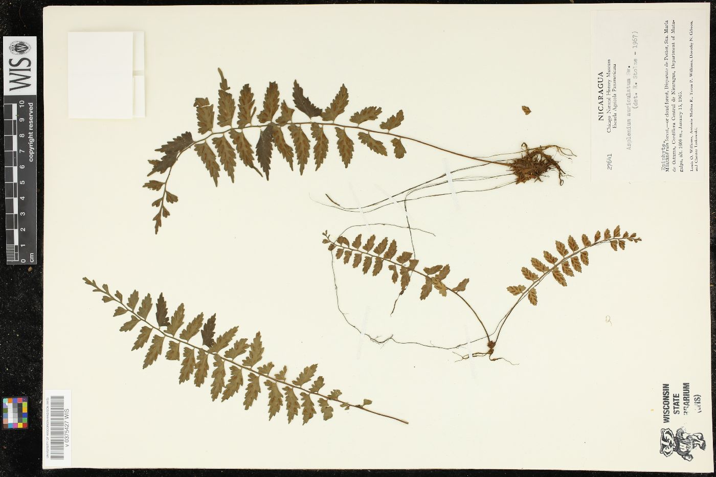 Asplenium auriculatum image