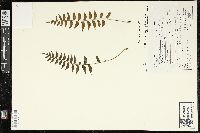 Asplenium auriculatum image