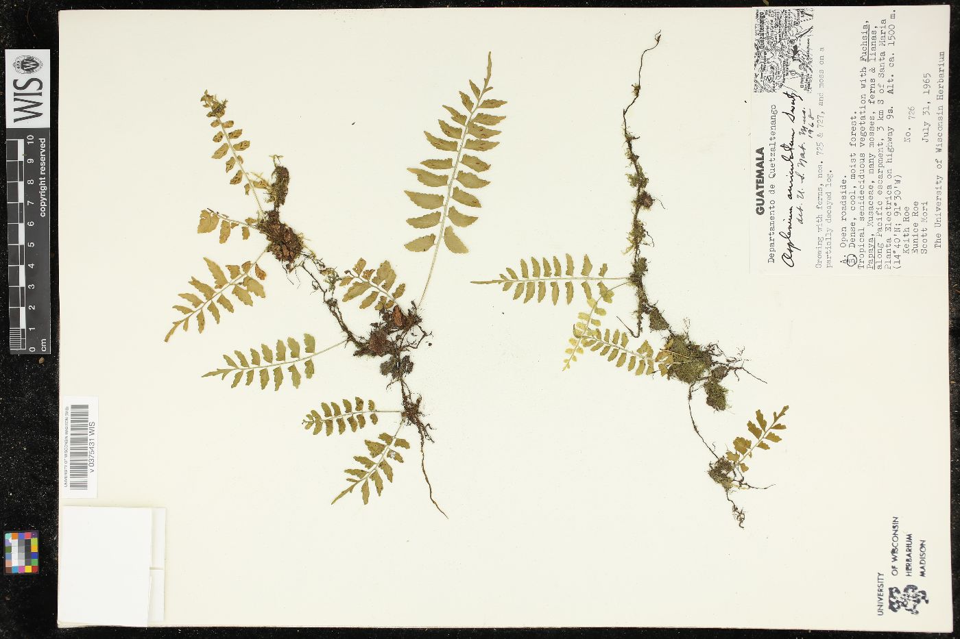 Asplenium auriculatum image