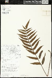 Asplenium feei image