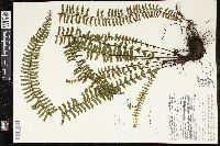 Asplenium monanthes image