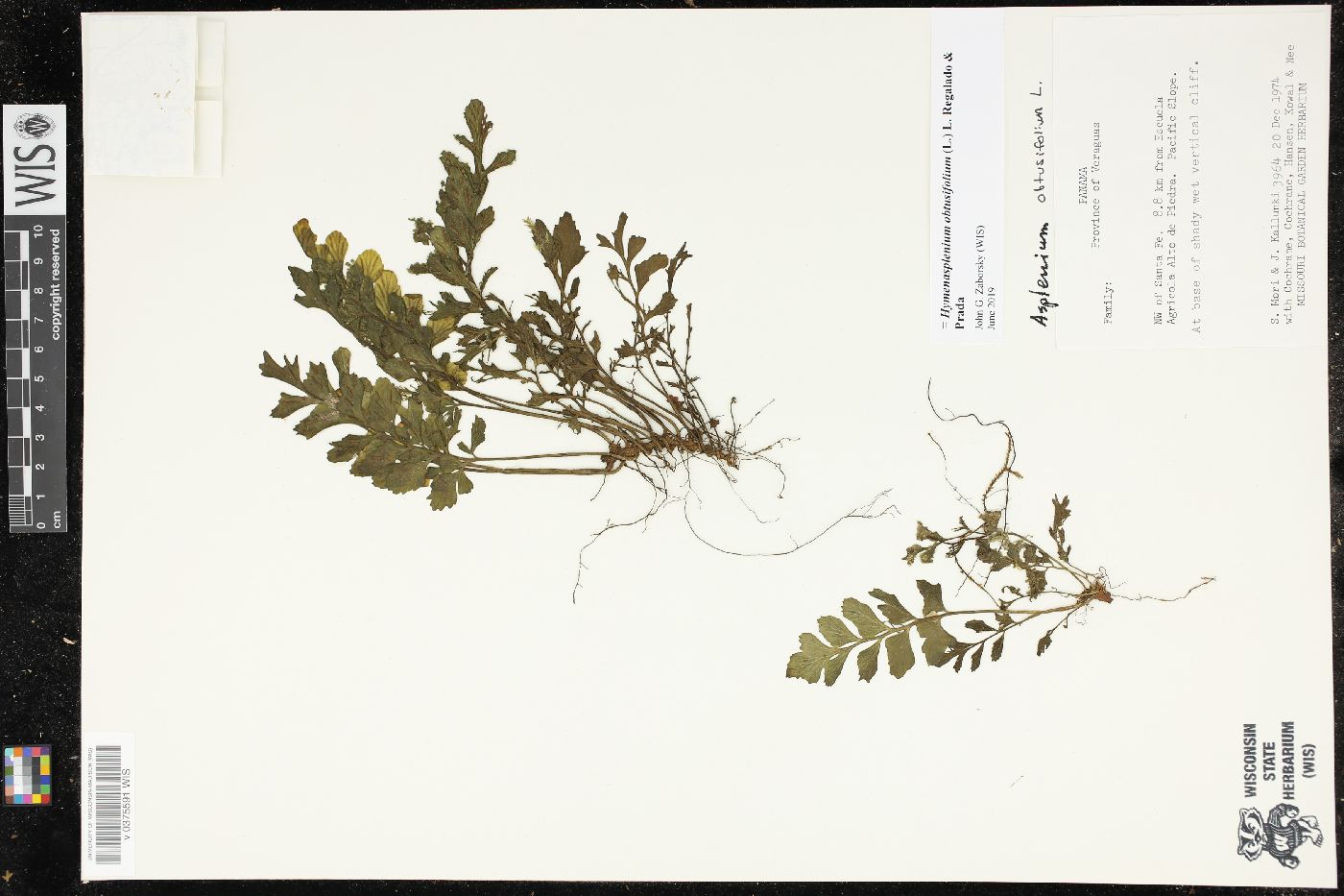 Hymenasplenium obtusifolium image