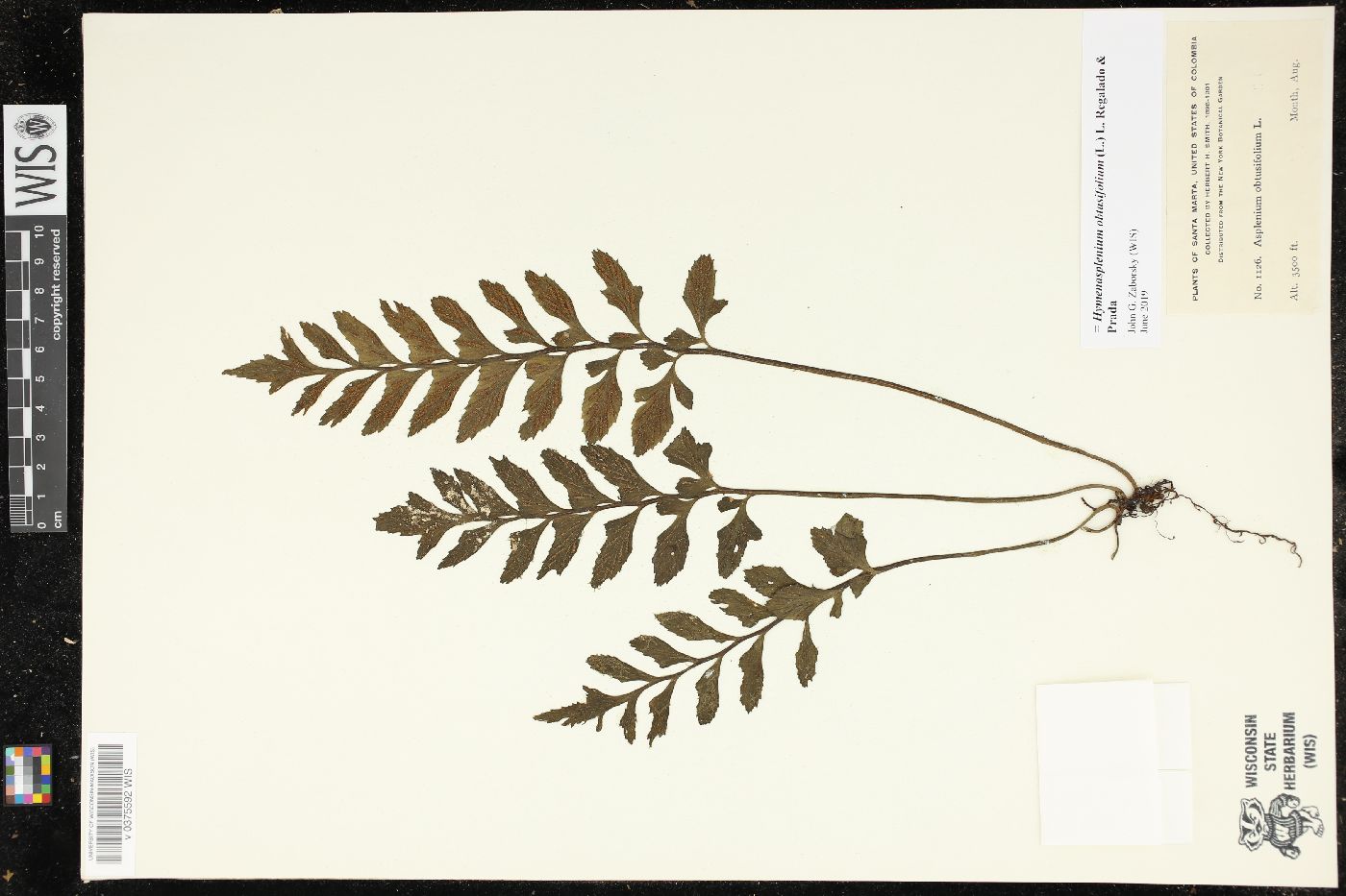 Hymenasplenium obtusifolium image