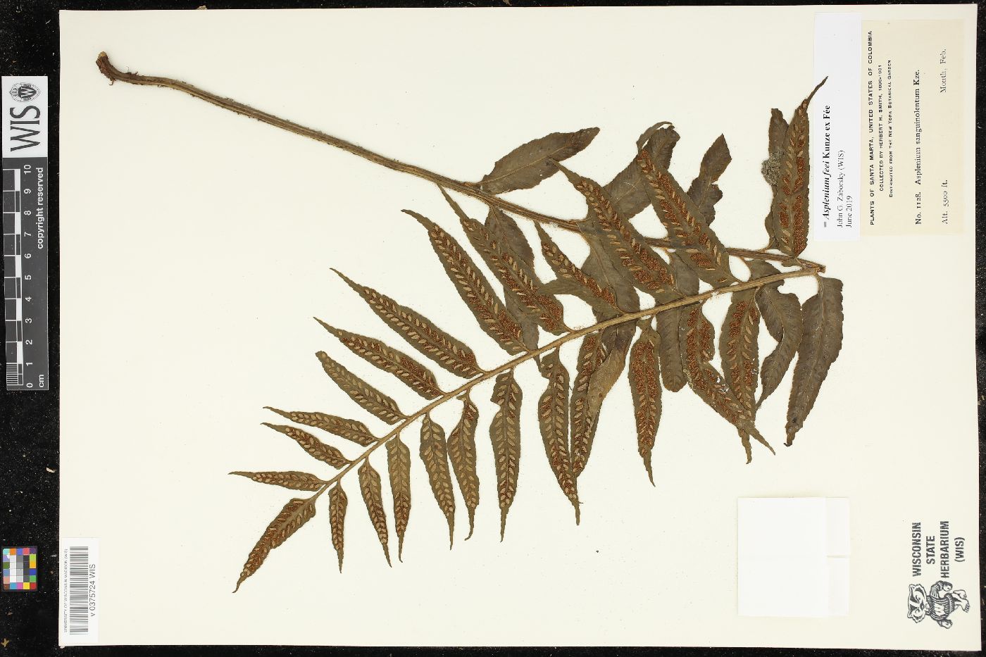 Asplenium feei image