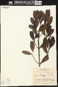 Media resource of Parahancornia surrogata
