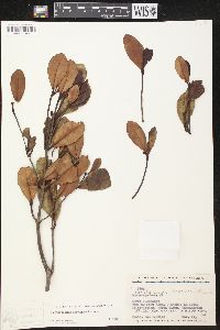 Parahancornia surrogata image