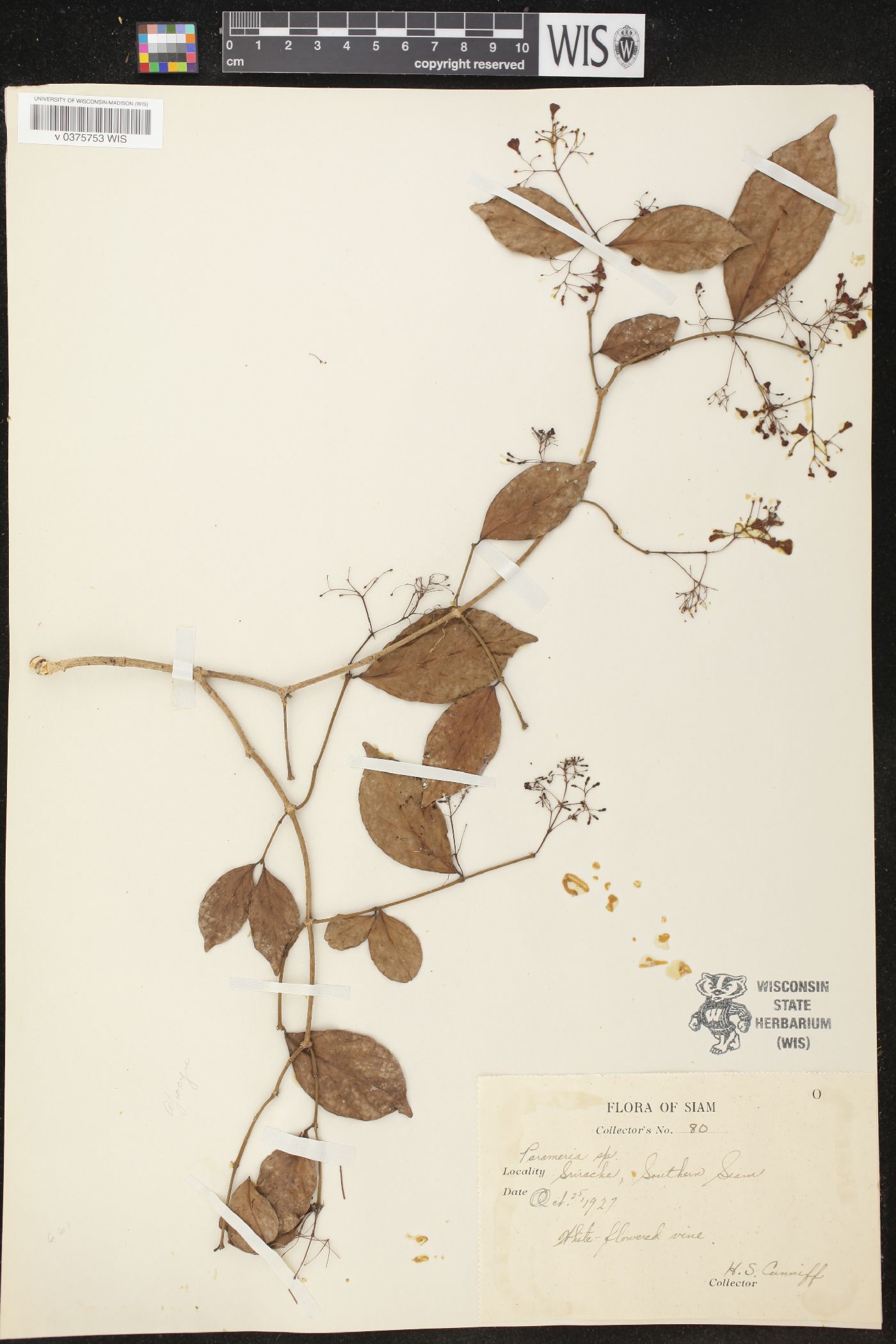 Parameria image