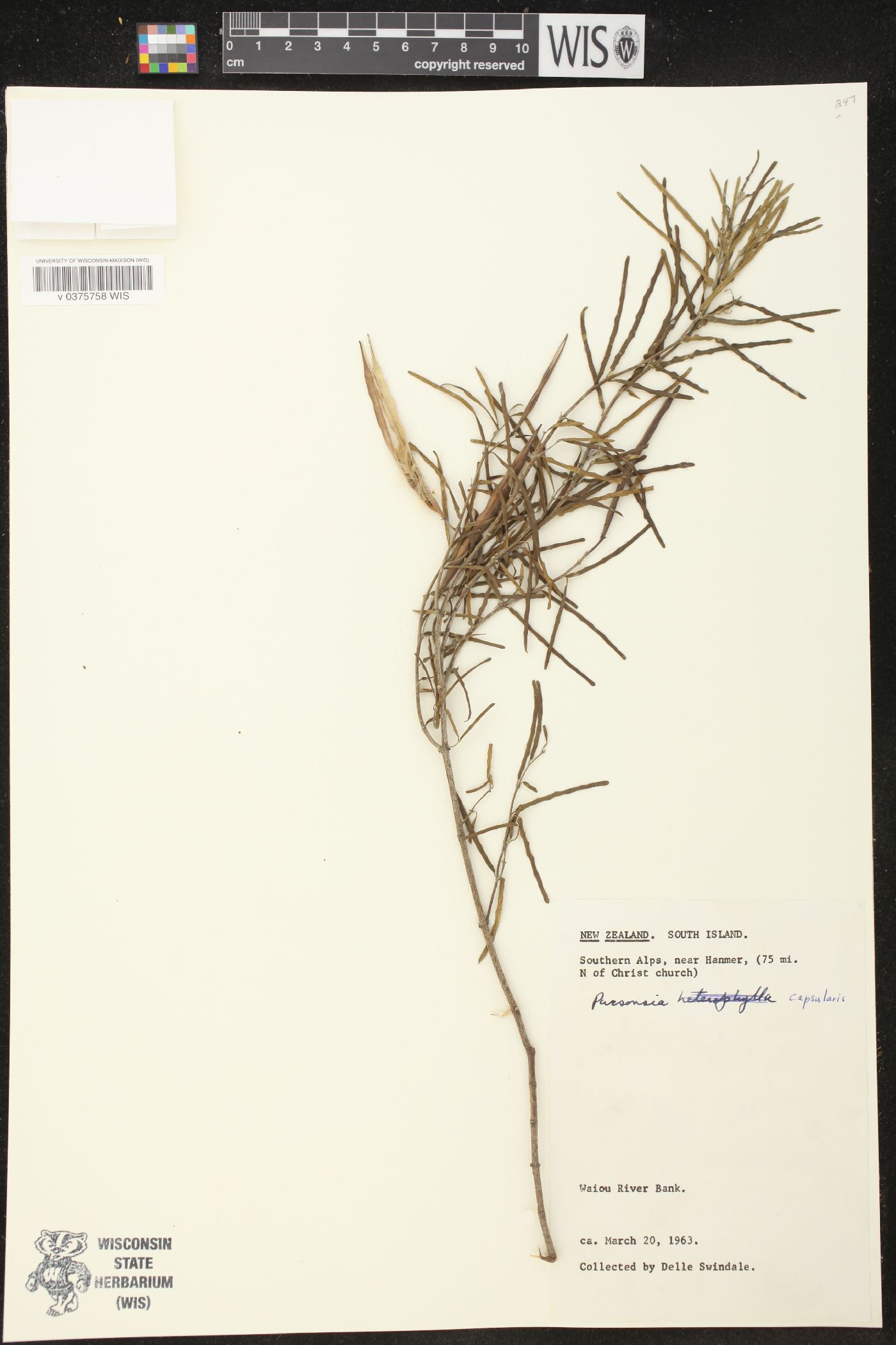 Parsonsia capsularis image