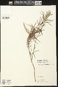 Image of Parsonsia capsularis