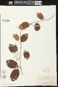 Image of Parsonsia cumingiana