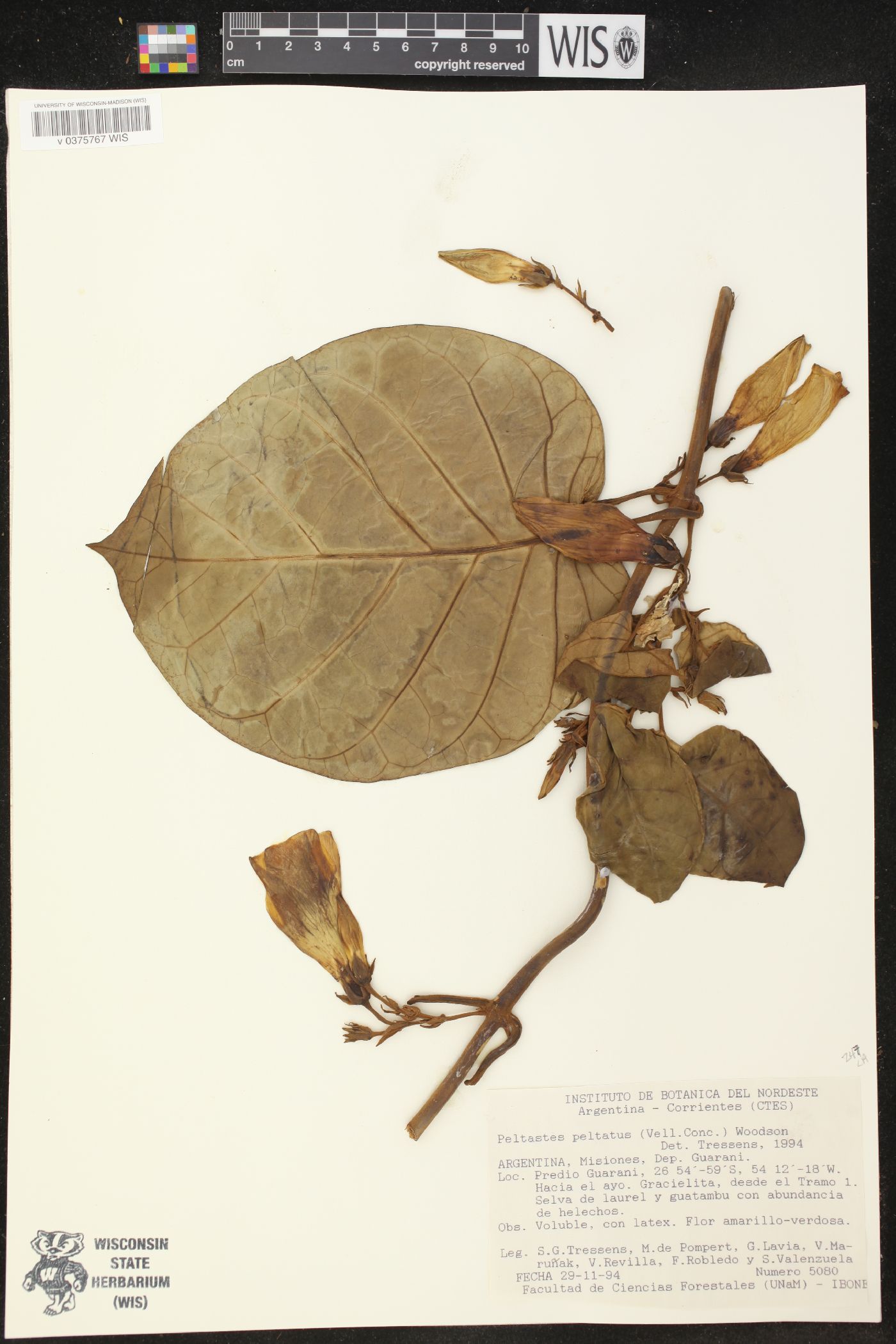 Peltastes peltatus image