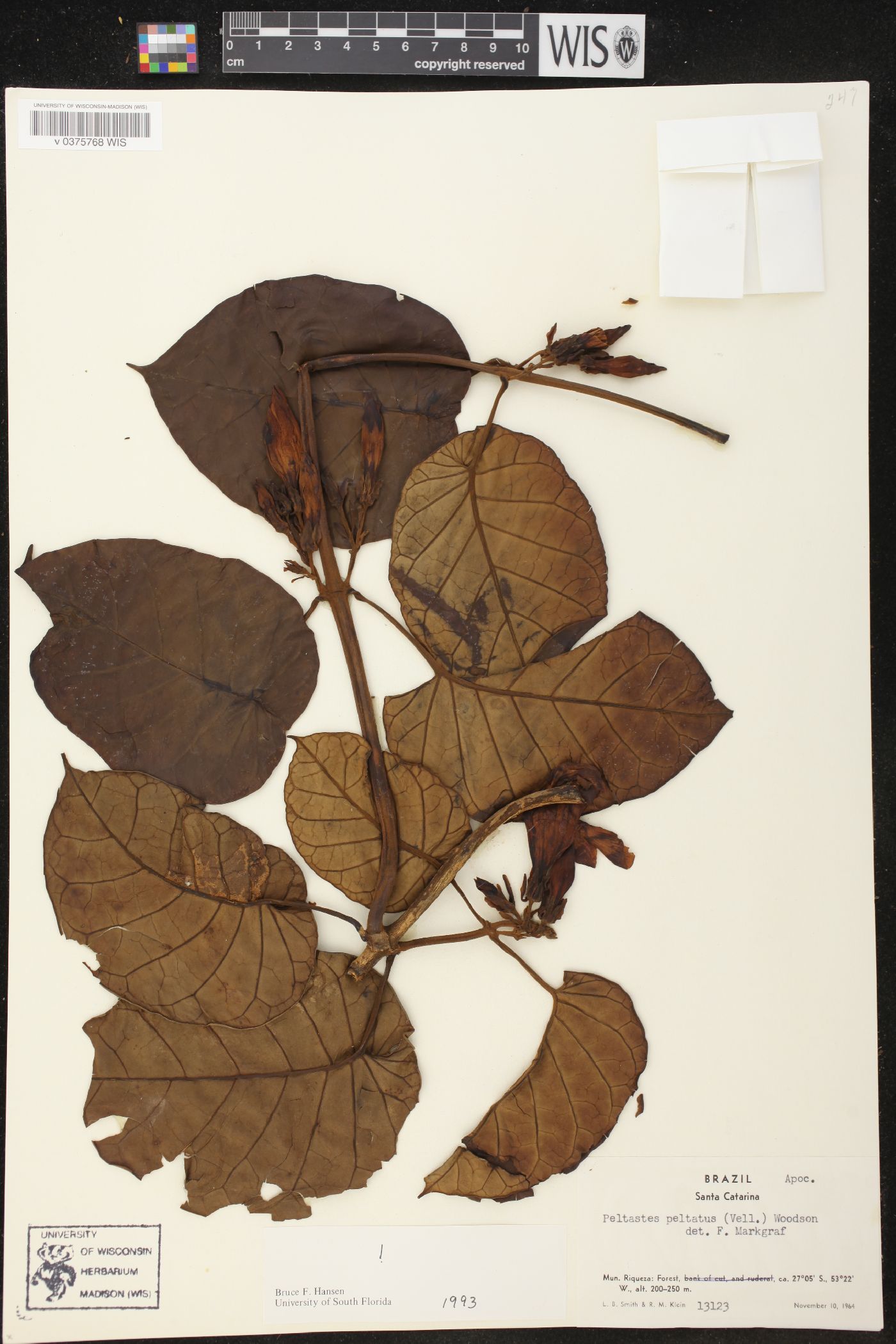 Peltastes image