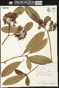 Tabernaemontana arborea image