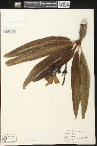 Plumeria alba image
