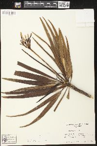 Plumeria alba image