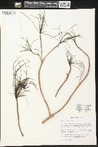 Plumeria filifolia image