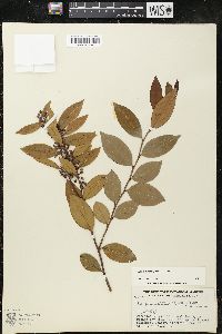 Lyonia lucida image