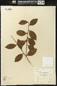 Lyonia lucida image