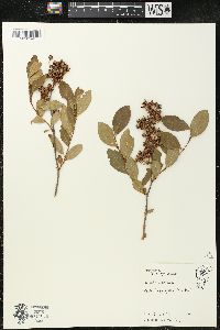 Lyonia mariana image