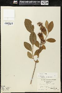 Lyonia mariana image