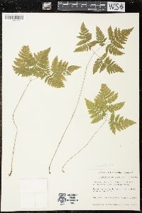 Gymnocarpium dryopteris image