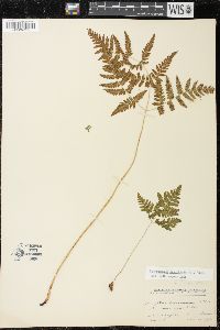 Gymnocarpium dryopteris image