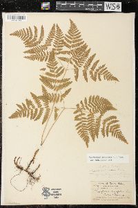 Gymnocarpium dryopteris image