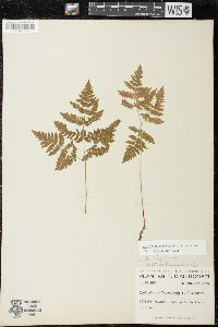 Gymnocarpium dryopteris image