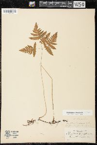 Gymnocarpium dryopteris image