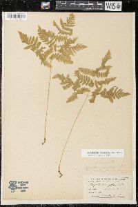 Gymnocarpium dryopteris image