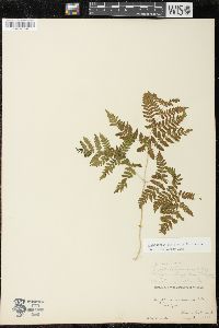 Gymnocarpium dryopteris image