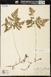 Gymnocarpium dryopteris image