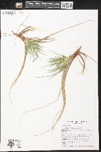 Carex tonsa image