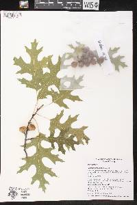 Quercus ellipsoidalis image