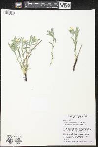 Lithospermum canescens image