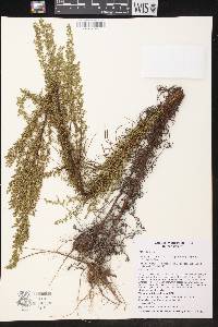 Artemisia campestris image