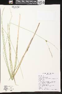 Carex oligosperma image