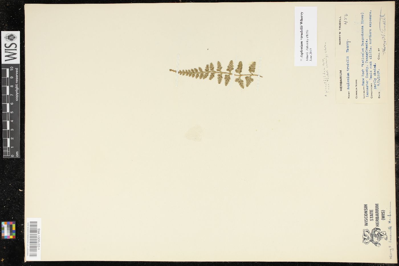 Asplenium x trudellii image