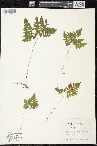 Gymnocarpium dryopteris image