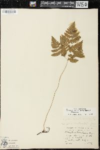 Gymnocarpium dryopteris image