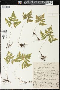 Gymnocarpium dryopteris image