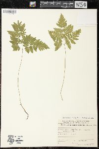 Gymnocarpium remotepinnatum image
