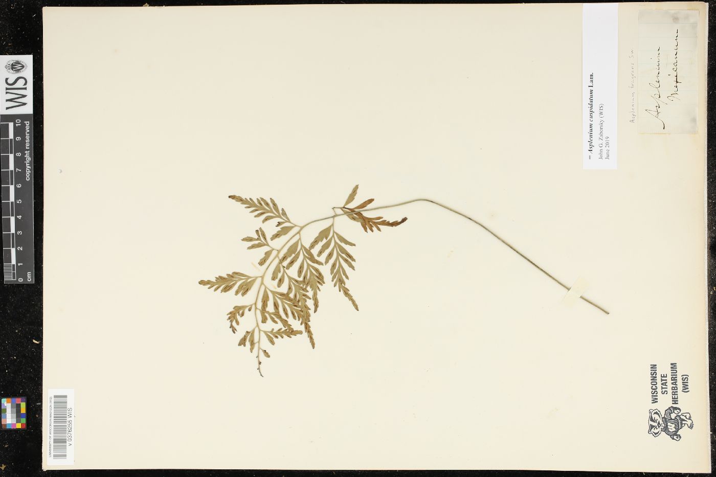 Asplenium cuspidatum image