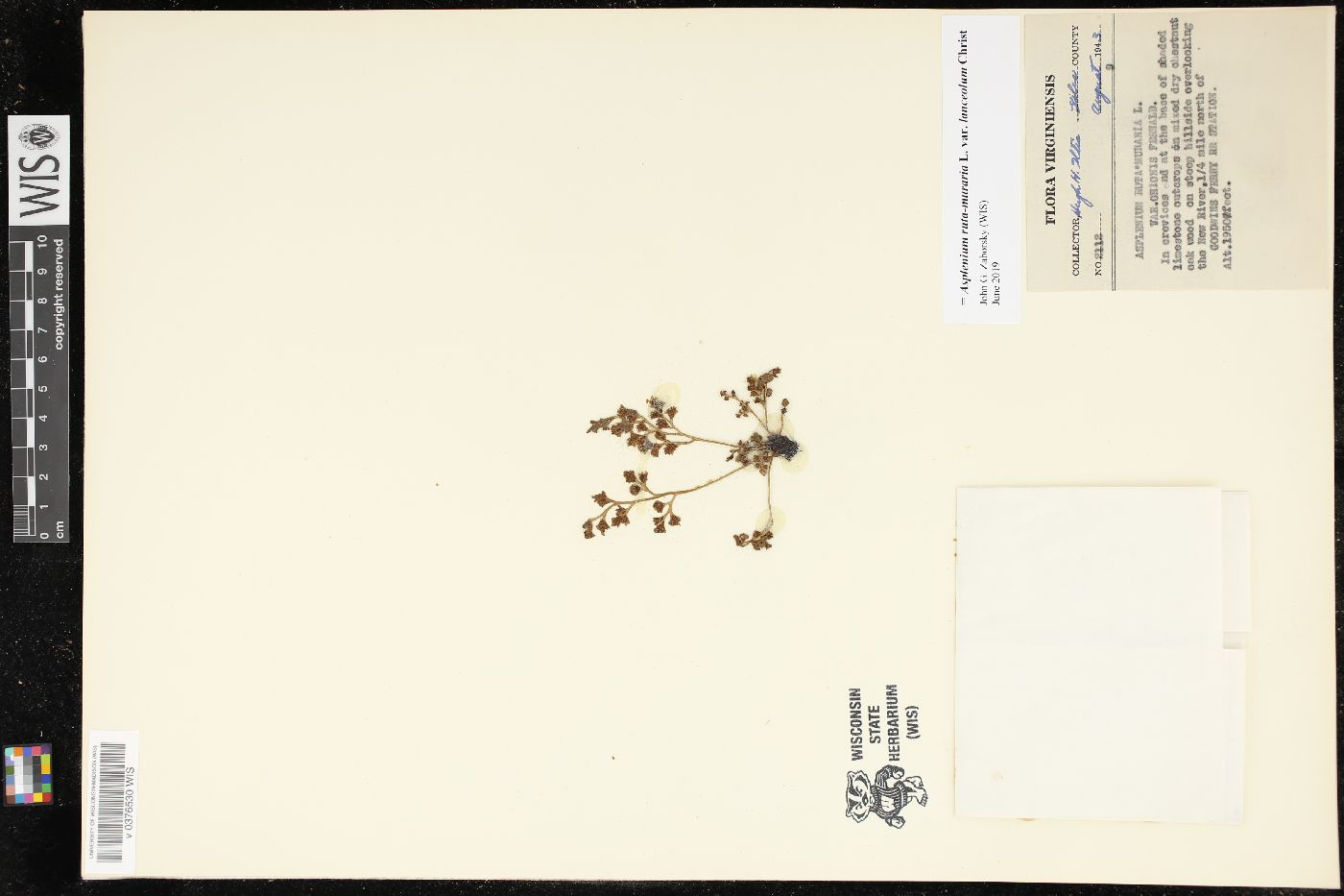 Asplenium ruta-muraria var. lanceolum image